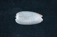 藏品(寡婦榧螺)的圖片